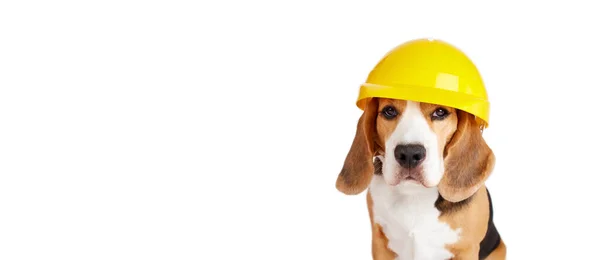 Câine Beagle Într Cască Construcție Fundal Alb Izolat Happy Labor — Fotografie, imagine de stoc