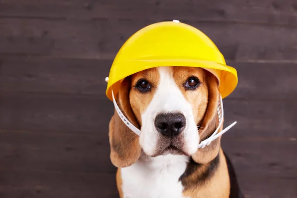 Beagle Hund Konstruktion Hjälm Mörk Trä Bakgrund Glad Arbetsdag — Stockfoto