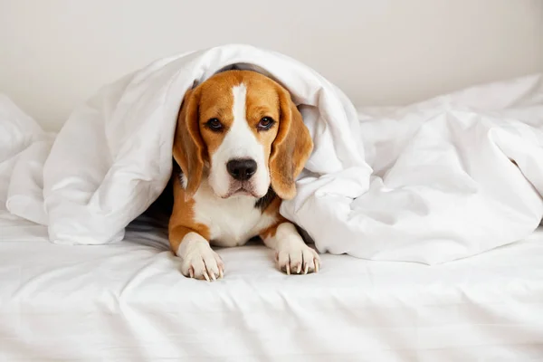 Lindo Perro Beagle Está Acostado Cama Debajo Una Manta Ambiente — Foto de Stock