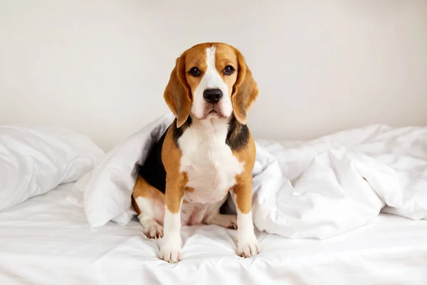 Perro Beagle Está Sentado Cama Ambiente Acogedor Acogedor — Foto de Stock