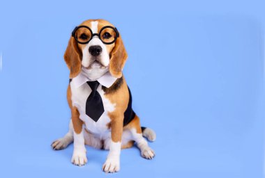 Mavi izole bir arka planda kravat ve gözlüklü bir av köpeği. Eğitim kavramı, okula geri dönmek.. 