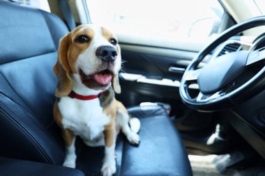 Bir av köpeği arabanın ön koltuğunda oturur ve gezintiyi bekler. Bir evcil hayvanla seyahat etmek..