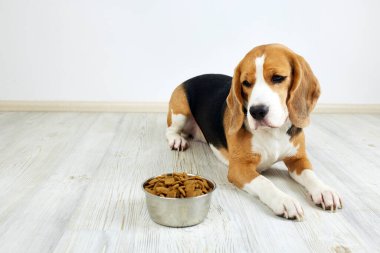 Aç bir av köpeği yerde yatıyor ve bir kase kuru yiyeceğe bakıyor. Beslenmeyi bekliyor.