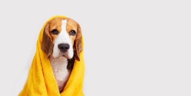 İzole bir arka planda banyo yaptıktan sonra sarı havluyla tatlı bir av köpeği. Hayvan bakımı kavramı. Pankart