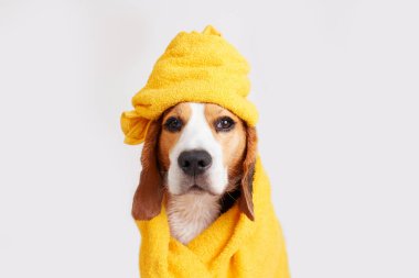 Gri izole bir arka planda banyo yaptıktan sonra sarı havluyla tatlı bir av köpeği. Hayvan bakımı konsepti. 