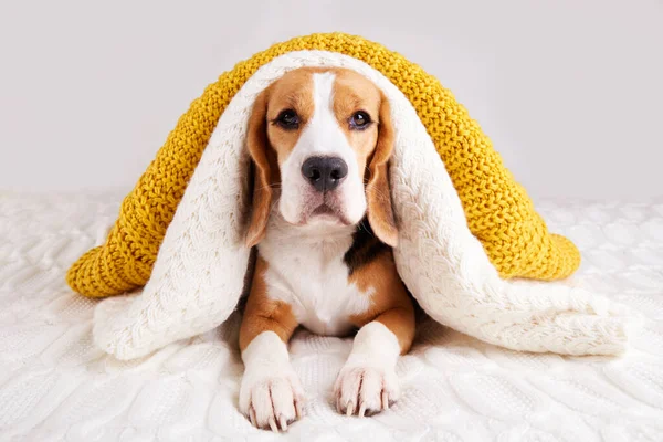 Cute dog Beagle is lying on the bed under knitted blankets and sweaters. Low air temperature in the house. The concept of heating a house in cold winter or autumn.