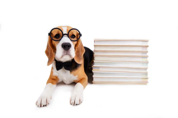 Ένας Σκύλος Παπιγιόν Και Στρογγυλά Γυαλιά Κείτεται Ένα Λευκό Απομονωμένο — Φωτογραφία Αρχείου