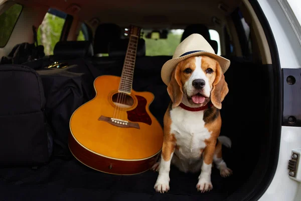 The dog travels by car. A cute beagle dog in a straw hat is sitting in the trunk of a car. Next to the backpack with things is a guitar. Summer vacation in the wild.