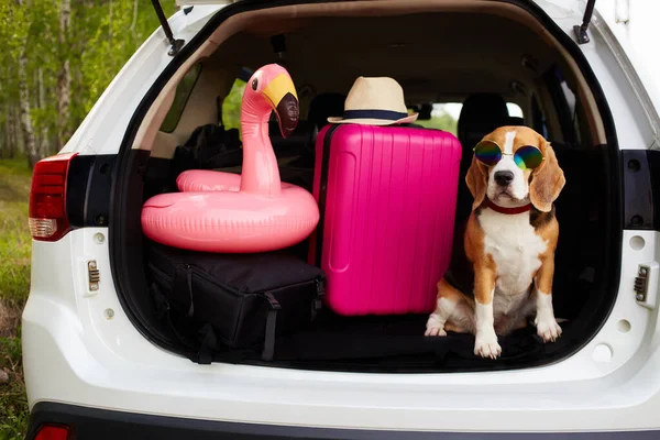 The dog travels by car. Cute beagle dog wearing sunglasses is sitting in the trunk of a car. Next to a suitcase and things for a summer vacation at sea.