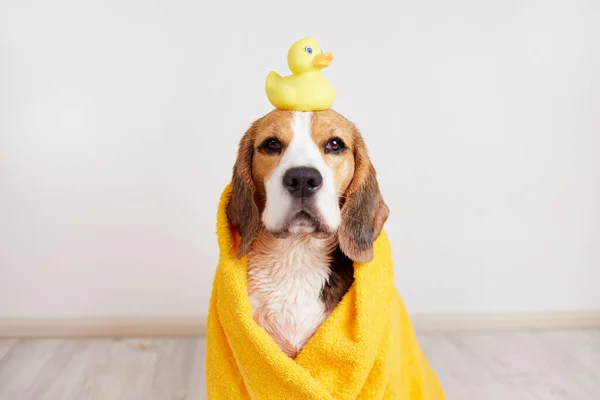 Banyo yaptıktan sonra sarı havluyla gezen bir av köpeği. Kafasında ördek yavrusu oyuncağı var. Hayvan bakımı kavramı.