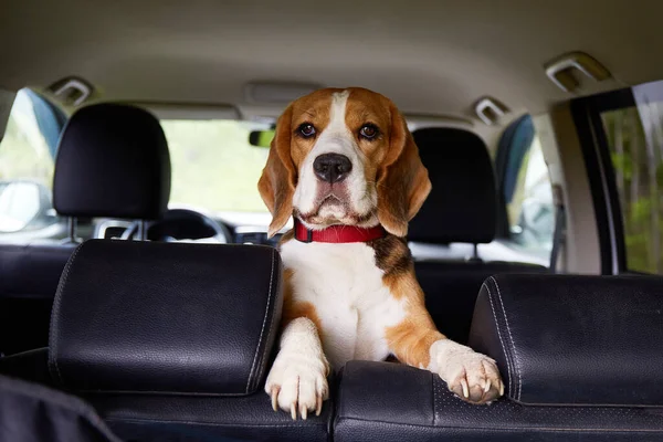 Bir av köpeği arabada oturuyor ve bir gezinti bekliyor. Bir evcil hayvanla seyahat etmek..