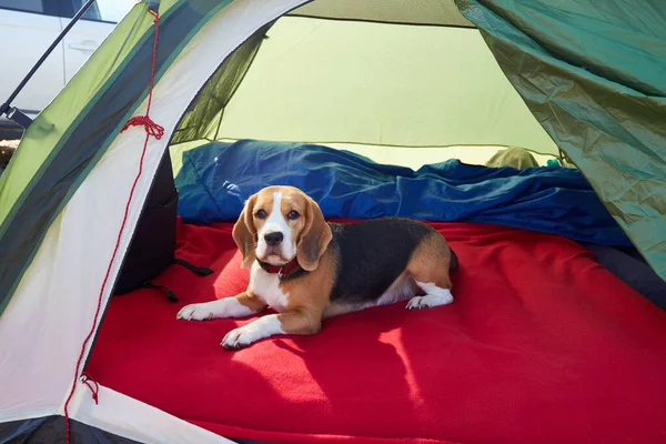 The beagle dog is lying in a tent. Traveling with a pet.