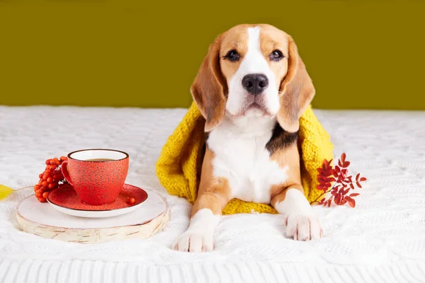 A beagle dog in knitted clothes is lying on the bed. Next to a cup of hot coffee. The Autumn concept.