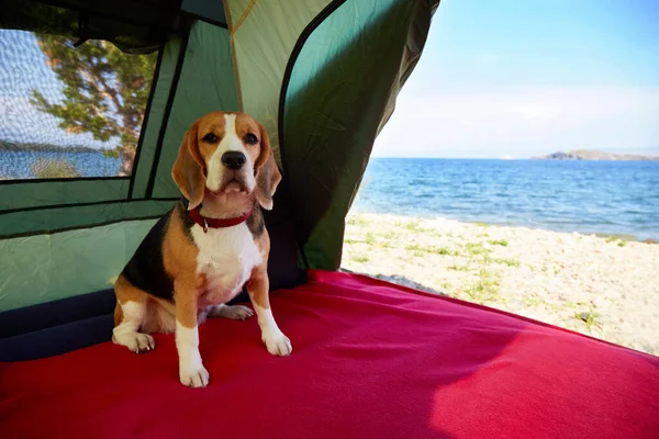 The beagle dog is sitting in a tent. Traveling with a pet. From the tent there is a beautiful view of the sea, the beach. Wild summer vacation by the sea.