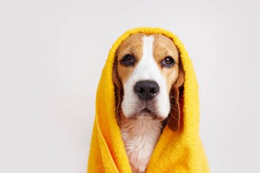 İzole edilmiş gri bir arka planda banyo yaptıktan sonra sarı havluyla ıslak bir av köpeği. Hayvan bakımı konsepti, tımar.
