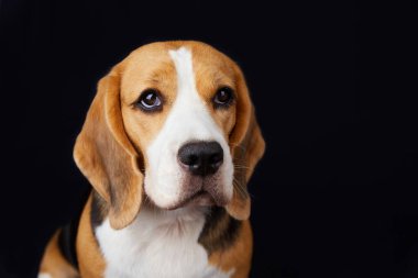 Siyah izole edilmiş bir arka planda sevimli bir av köpeği portresi. Yakın plan..