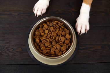 Koyu ahşap zeminde bir kase kuru yemeğin yanında köpek pençeleri. Yakın plan. Beslenmeyi bekliyor. Üst görünüm.