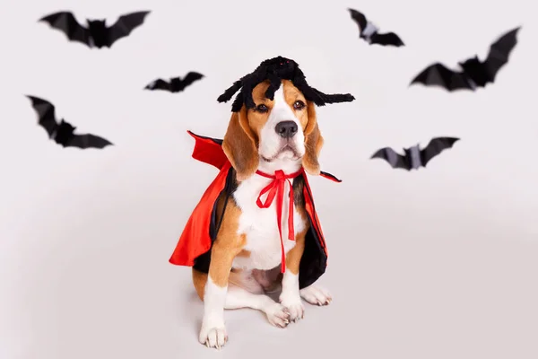 stock image A beagle dog with a spider on its head and a devil's cape on a gray isolated background. A postcard for the Halloween holiday with a pet.