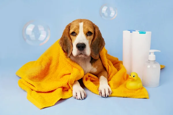 A cute beagle dog in a yellow towel after bathing lies on a blue isolated background. Next to the tubes with shampoos and grooming products, a duckling toy for bathing.