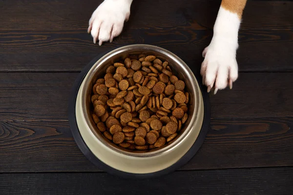 Koyu ahşap zeminde bir kase kuru yemeğin yanında köpek pençeleri. Yakın plan. Beslenmeyi bekliyor. Üst görünüm.