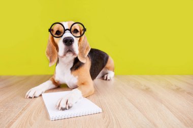 Okula dönelim. Yuvarlak gözlüklü bir av köpeği masanın üzerinde dizüstü bilgisayarın yanında yatıyor..