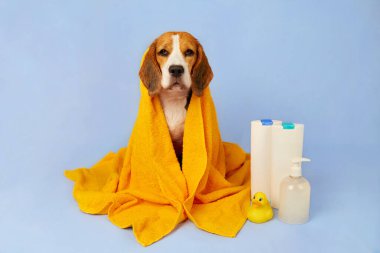 Mavi izole bir arka planda banyo yaptıktan sonra sarı havluyla ıslak bir av köpeği. Şampuan ve bakım ürünleriyle dolu tüplerin yanında banyo yapmak için bir ördek yavrusu var..