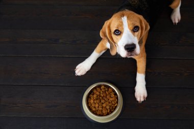 Aç bir av köpeği, koyu ahşap bir zeminde bir kase kuru yemeğin yanında yatıyor. Beslenmeyi bekliyor. Üst görünüm.