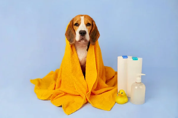 A wet beagle dog in a yellow towel after bathing on a blue isolated background. Next to the tubes with shampoos and grooming products, a duckling toy for bathing.