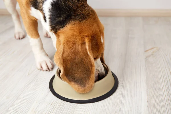 A beagle dog eats dry food from a bowl.