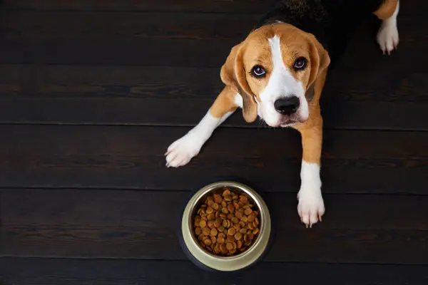 Aç bir av köpeği, koyu ahşap bir zeminde bir kase kuru yemeğin yanında yatıyor. Beslenmeyi bekliyor. Üst görünüm.