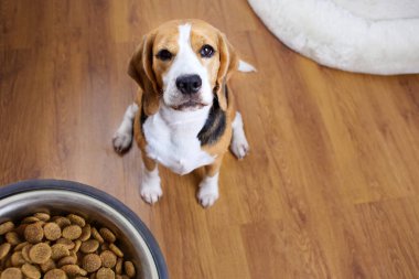 Bir av köpeği ahşap zeminde oturur ve bir kase kuru yiyeceğe bakar. Beslenmeyi bekliyor. Üst görünüm.