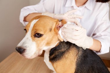 Veteriner, av köpeğinin kulaklarını peçeteyle temizler. Hayvan bakımı. 