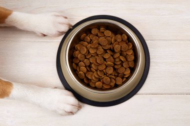 Beyaz tahta zeminde bir kase kuru yemeğin yanında köpek pençeleri. Beslenmeyi bekliyor. Üst görünüm.