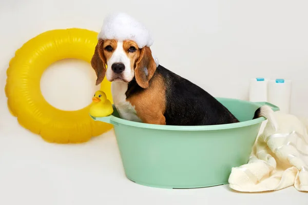 A beagle dog with soap foam on its head while bathing in a basin. The concept of grooming, pet care