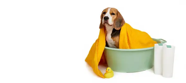 İzole edilmiş beyaz bir arka planda havuzda mayo giydikten sonra sarı havluyla gezen bir av köpeği. Şampuan tüplerinin ve banyo yapmak için bir oyuncak ördeğin yanında..