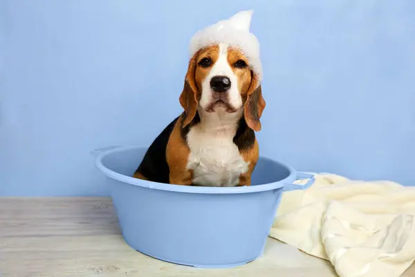 A beagle dog with soap foam on its head while bathing in a basin. The concept of grooming and pet care