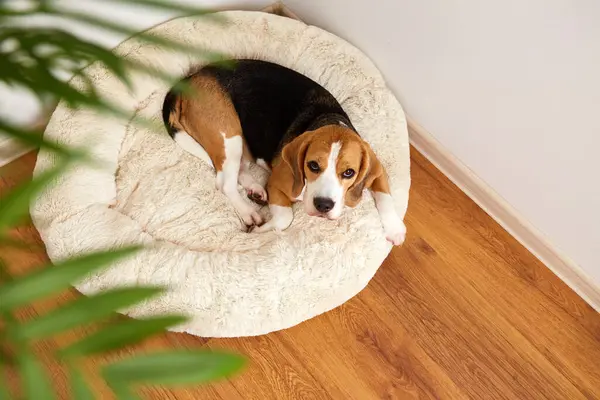 Beagle dog is lying on the dog bed and looking at the camera. Pet care. Top view.