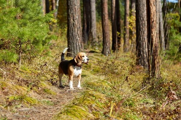 Colorful autumn landscape. A beagle dog walks in a pine forest.