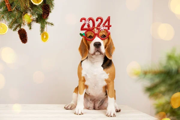 Happy New Year and Merry Christmas 2024. A beagle dog with glasses with numbers 2024 new year, a Christmas tree with bokeh lights.