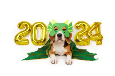 Ejderha kostümü giymiş bir av köpeği, 2024 numaralı helyum balonları beyaz izole bir arka planda. Mutlu yıllar ve mutlu Noeller..