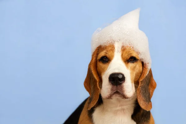 A beagle dog with soap foam on its head while bathing on a blue isolated background. The concept of grooming and pet care