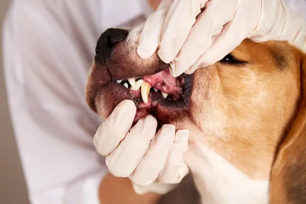 Veteriner köpeğin dişlerini, tartarı ve eldivenli veterinerin ellerini inceliyor.. 