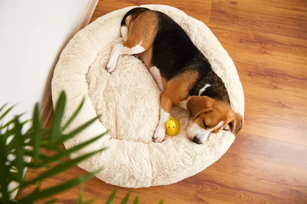 Av köpeği yumuşak bir yastıkta uyur, bir köpek yatağında. Üst görünüm.