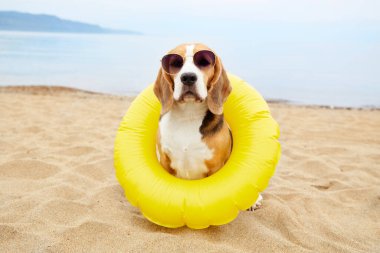 Güneş gözlüğü takan ve yüzen bir yüzük takan bir av köpeği kumlu bir sahilde oturur. Denizde yaz tatili.