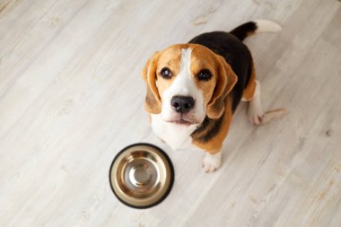 Bir av köpeği yerde, boş bir kasenin yanında oturuyor. Köpek beslenmek için bekliyor. Üst görünüm.