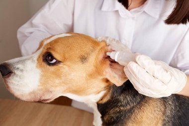 Veteriner, av köpeğinin kulaklarına damlatıyor. Veteriner kliniğinde hayvan bakımı, muayene ve tedavi. 