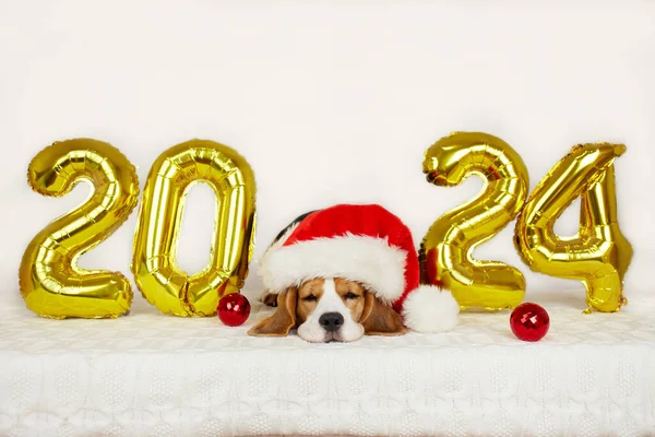 Mutlu yıllar 2024 ve mutlu Noeller. Noel Baba şapkası takan bir av köpeği yeni yıl için 2024 numaralı balonlarla süslenmiş bir evde uyur..