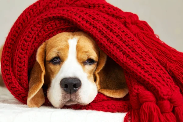 A beagle dog is lying on the bed covered with a red scarf or plaid. The temperature of the cold air in the house. The concept of heating a house in cold winter or autumn.