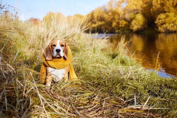 Autumn concept. A beagle dog in a yellow scarf sits in the dry grass by the river.