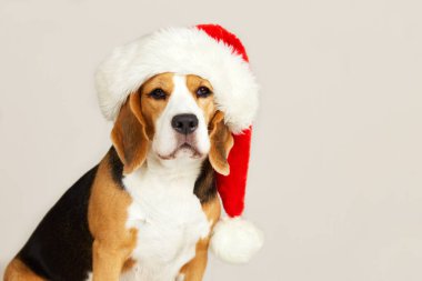 Noel Baba şapkalı şirin bir av köpeği ve hafif izole bir arka plan. Mutlu yıllar ve mutlu Noeller tebrik kartı. Boşluğu kopyala.